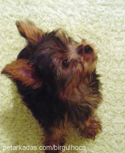 tarçın Dişi Yorkshire Terrier