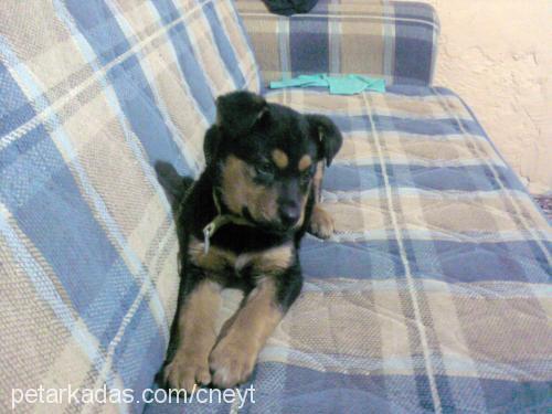 Şara Dişi Rottweiler