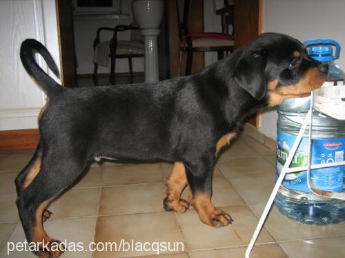 hex Erkek Rottweiler