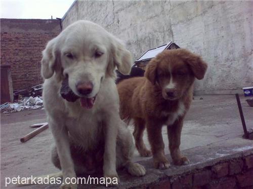 seloni Erkek Golden Retriever