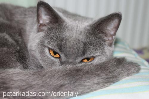 rasha Dişi British Shorthair