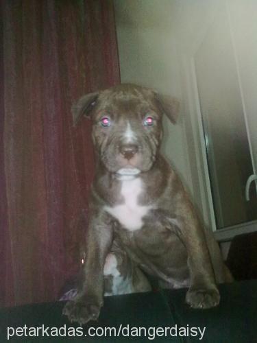 leon Erkek Amerikan Staffordshire Terrier