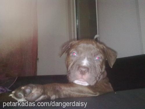 leon Erkek Amerikan Staffordshire Terrier