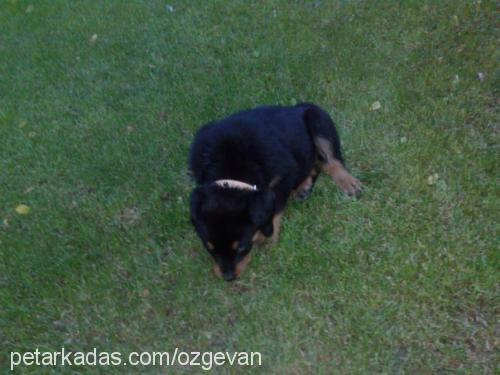 mischa Dişi Rottweiler