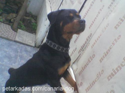 Diva Dişi Rottweiler