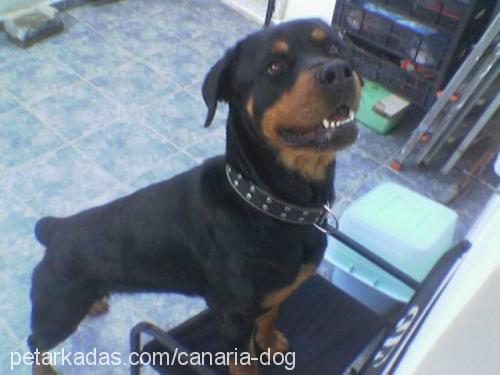 Diva Dişi Rottweiler