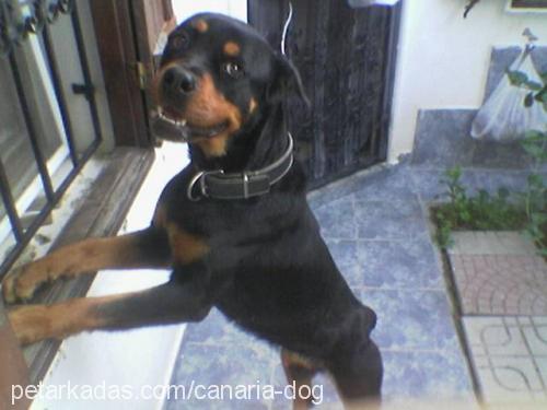 Diva Dişi Rottweiler