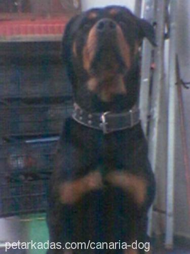 Diva Dişi Rottweiler