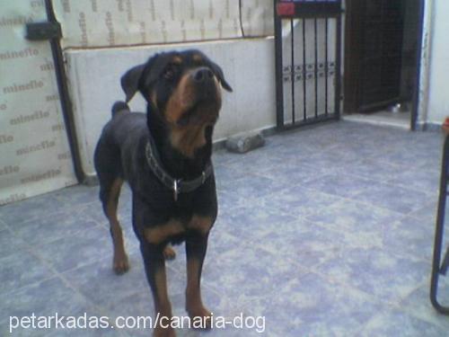 Diva Dişi Rottweiler