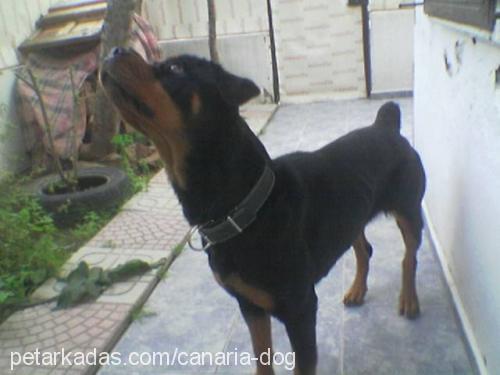 Diva Dişi Rottweiler