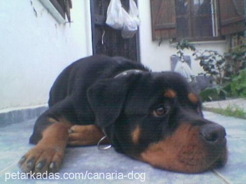 Diva Dişi Rottweiler