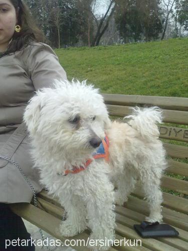 fifi Erkek West Highland White Terrier