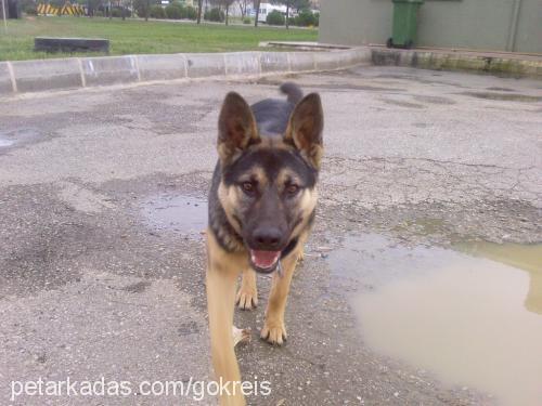 reİs Erkek Alman Çoban Köpeği