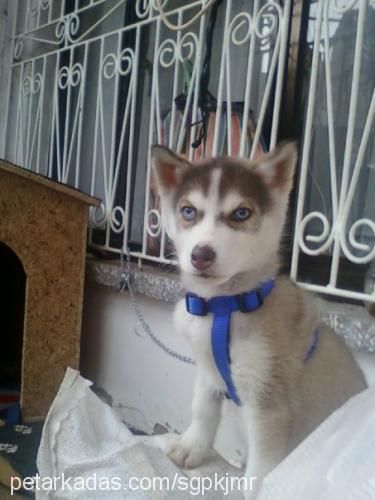 daisy Dişi Sibirya Kurdu (Husky)