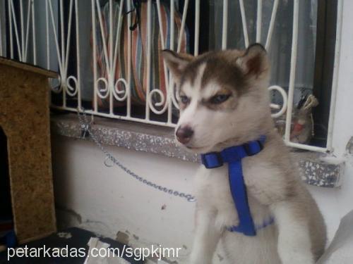 daisy Dişi Sibirya Kurdu (Husky)