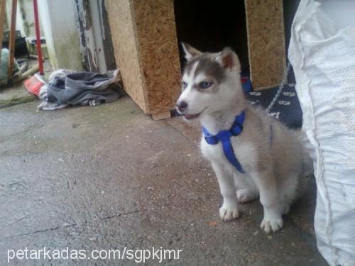 daisy Dişi Sibirya Kurdu (Husky)