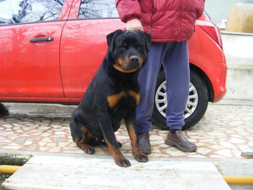 reevan Erkek Rottweiler