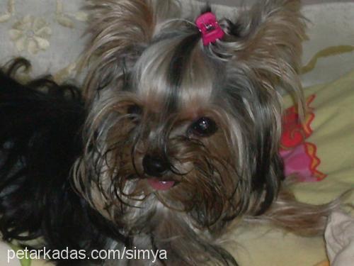 mia Erkek Yorkshire Terrier