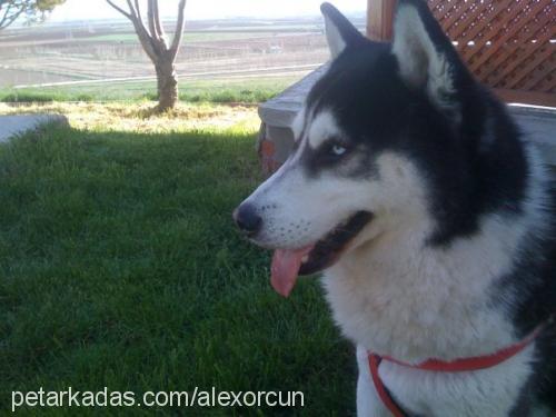 alex Erkek Sibirya Kurdu (Husky)