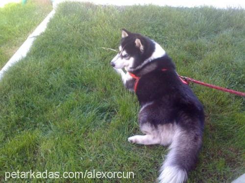 alex Erkek Sibirya Kurdu (Husky)