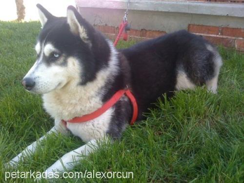 alex Erkek Sibirya Kurdu (Husky)