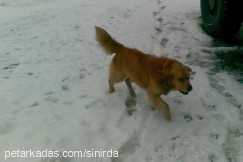 paşa Erkek Golden Retriever