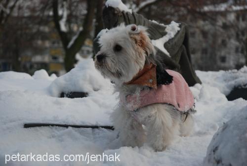 loona Dişi Yorkshire Terrier