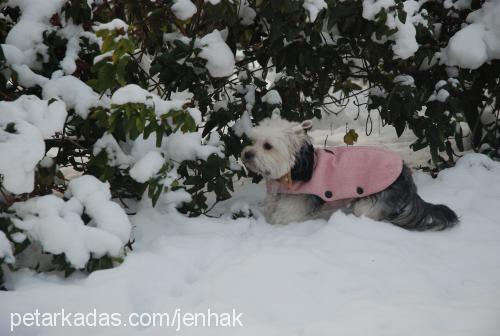 loona Dişi Yorkshire Terrier