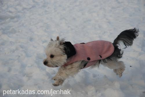 loona Dişi Yorkshire Terrier