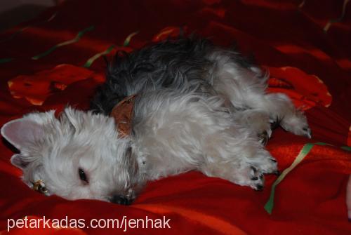 loona Dişi Yorkshire Terrier