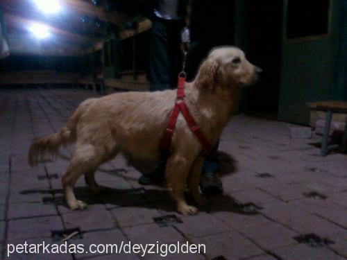 deyzİ Dişi Golden Retriever