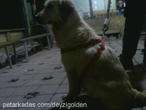 deyzİ Dişi Golden Retriever