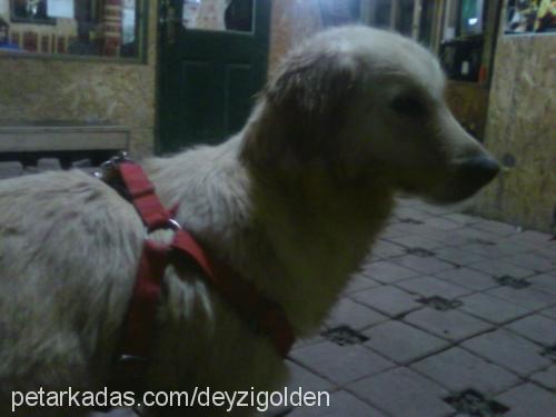 deyzİ Dişi Golden Retriever