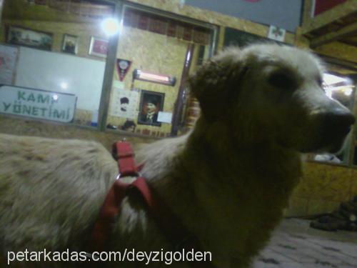 deyzİ Dişi Golden Retriever