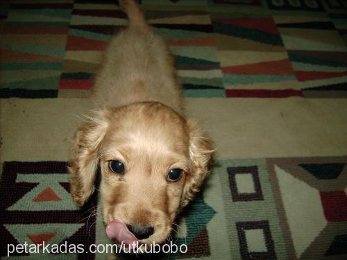 köpük Erkek İngiliz Cocker Spaniel