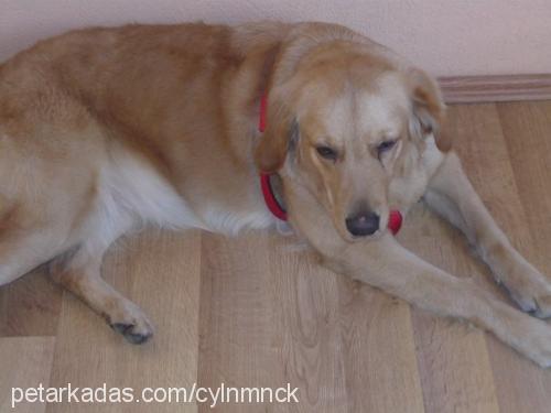 lady Dişi Golden Retriever