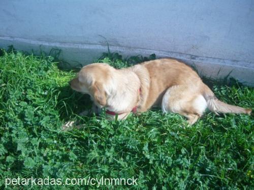 lady Dişi Golden Retriever