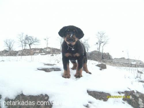 tİmur Erkek Rottweiler