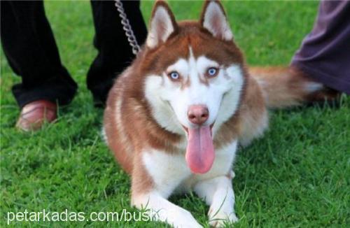 bush Erkek Sibirya Kurdu (Husky)