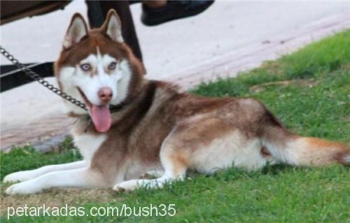 bush Erkek Sibirya Kurdu (Husky)