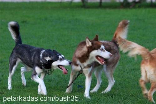 bush Erkek Sibirya Kurdu (Husky)