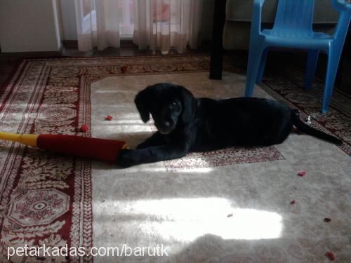 köpüş Dişi Labrador Retriever