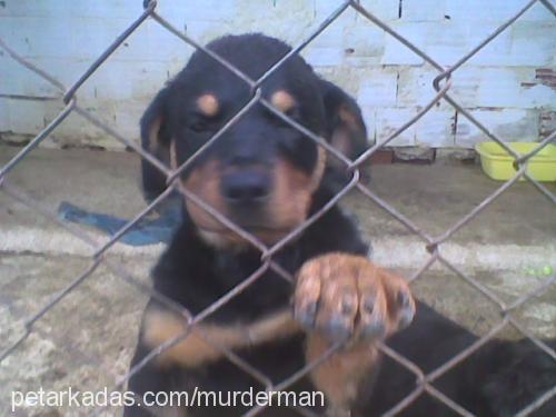 beetty Dişi Rottweiler