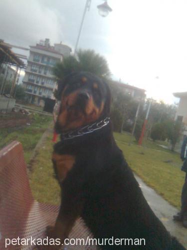 beetty Dişi Rottweiler