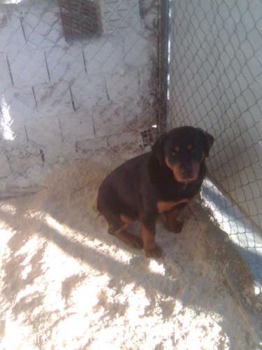 beetty Dişi Rottweiler