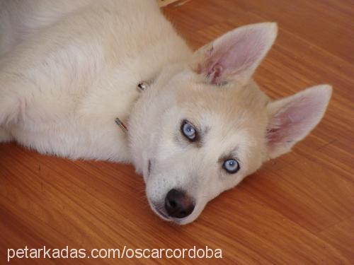 oscar Erkek Sibirya Kurdu (Husky)