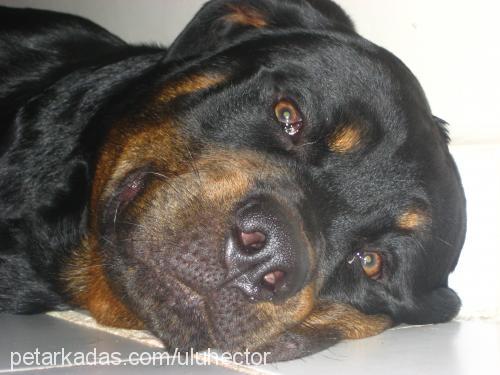 hector Erkek Rottweiler