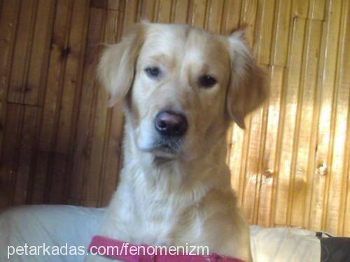 paŞa Erkek Golden Retriever