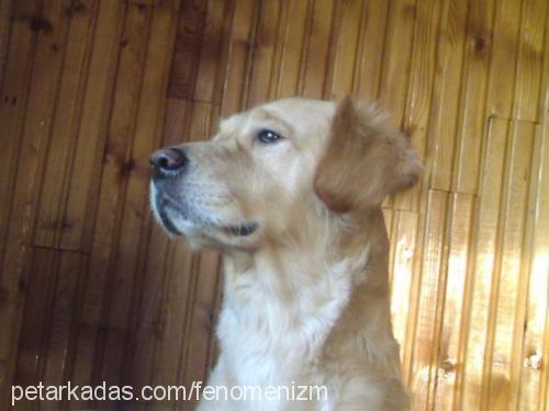 paŞa Erkek Golden Retriever