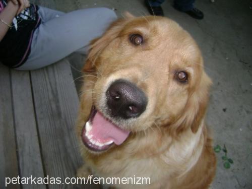 tarçın Erkek Golden Retriever